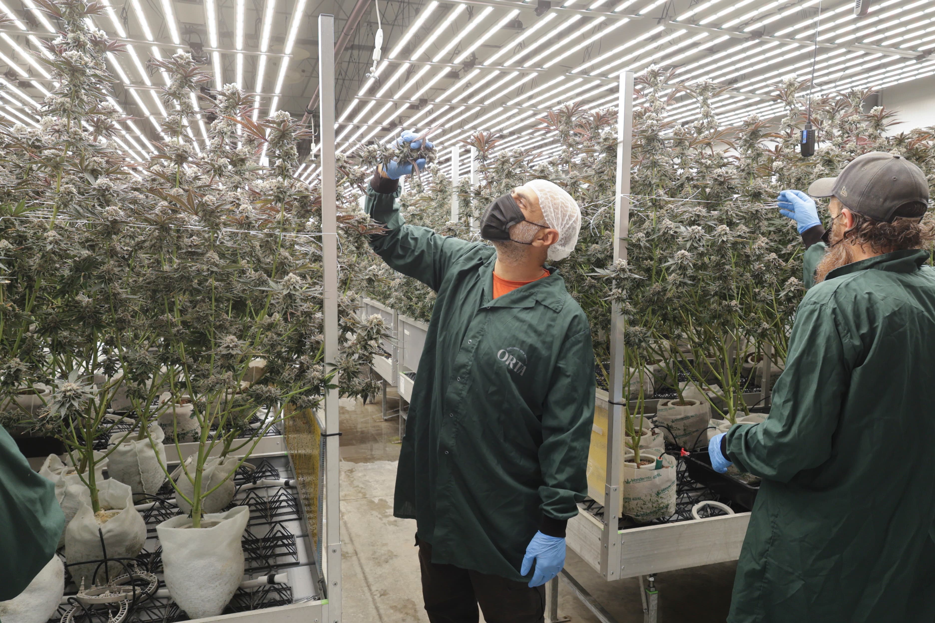 Growth chamber monitoring