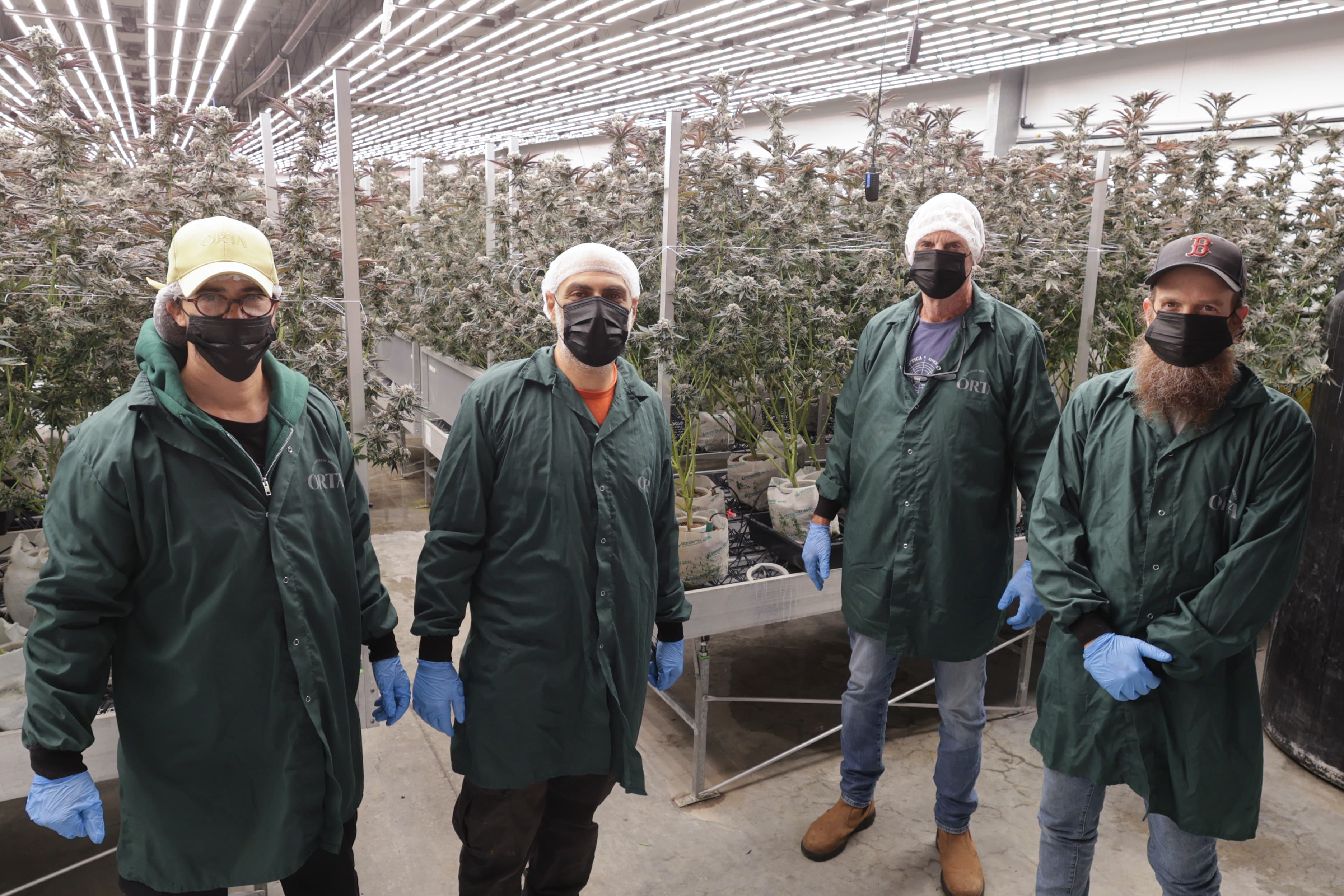Cannabis flowering stage