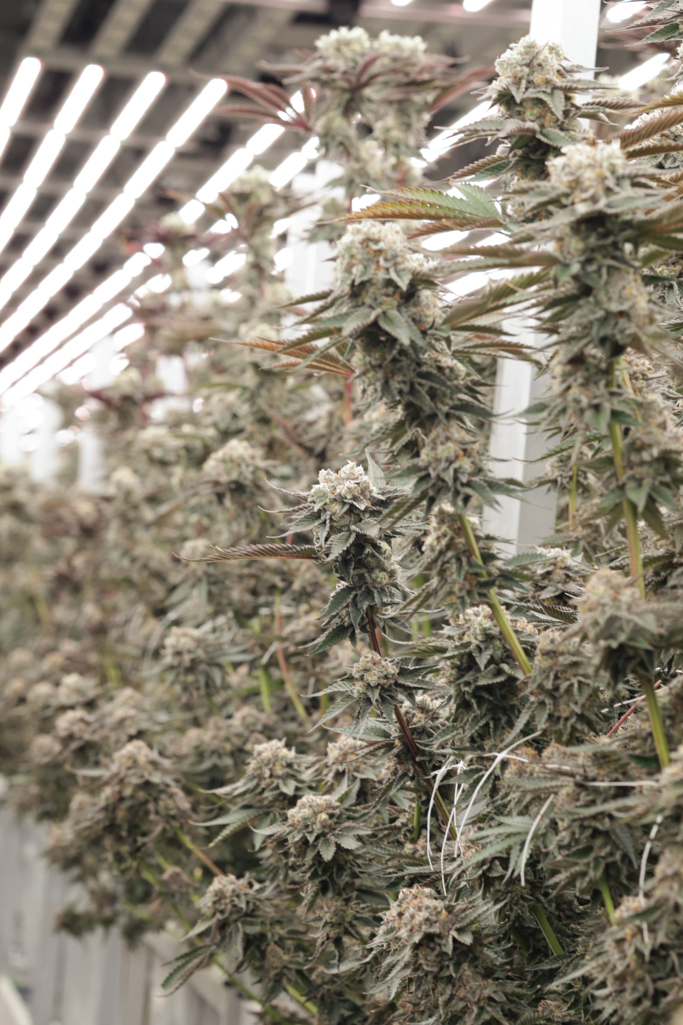 Precision trimming process