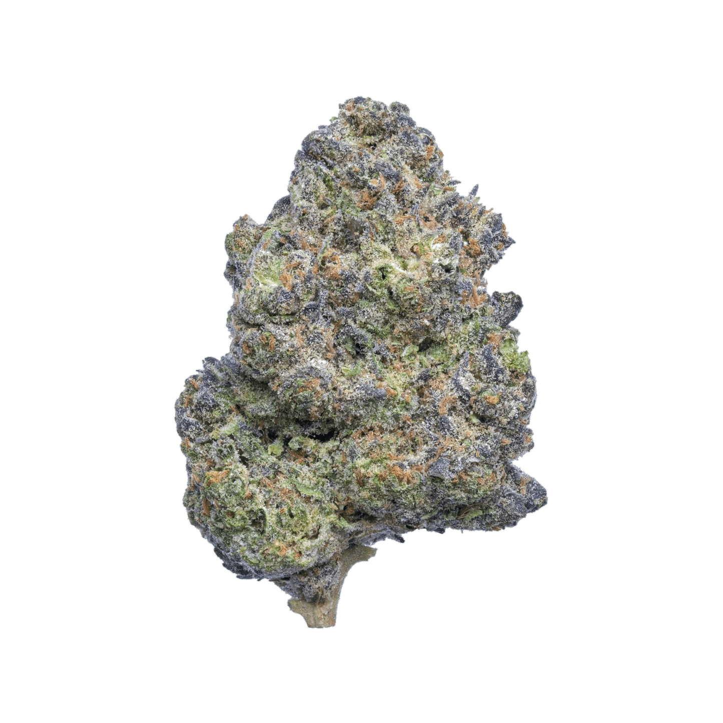 Obama Runtz cannabis strain